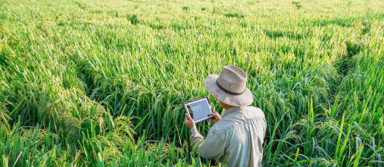 Graphique volatilité prix agricoles